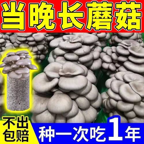 家庭自种蘑菇菌包【喷水就出菇】食用菌棒蘑菇种植包食用平菇菌种 - 图1