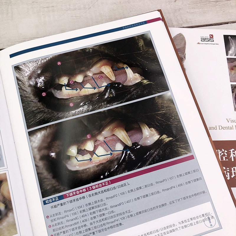 猫口腔和牙科病理图谱 猫牙科病理图谱治疗手册 犬猫组织学牙齿结构 犬猫齿系图谱 小动物牙周探查图例 宠物医生兽医入门参考书籍