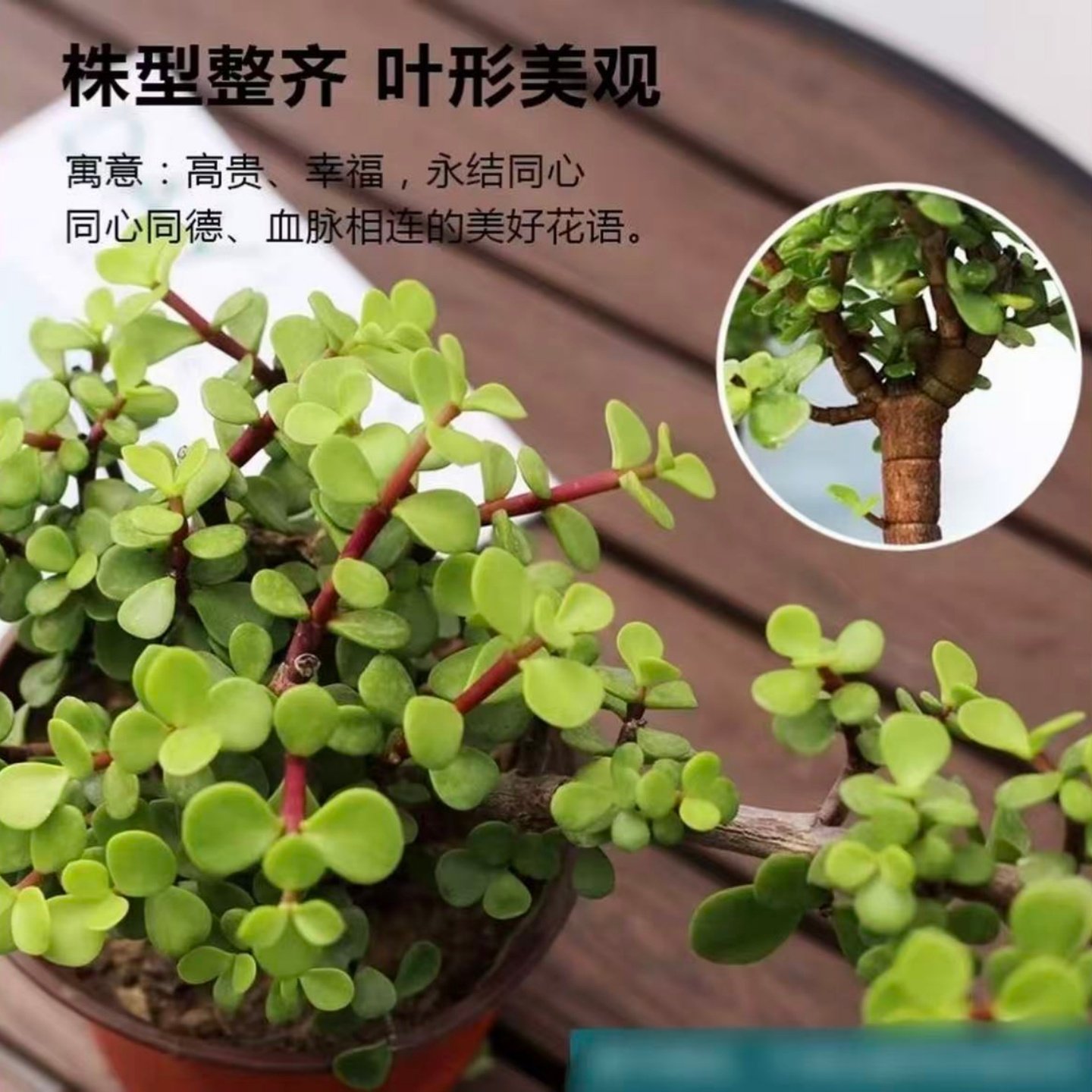 老桩金枝玉叶盆栽 绿植花卉多肉盆景马齿苋树客厅阳台观叶四季青,淘宝优惠券,粉丝福利购,淘宝优惠卷