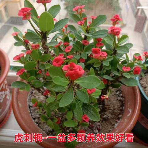 铁海棠虎刺梅盆栽老桩大叶大花阳台室内花卉桌面绿植物四季好养活 - 图1