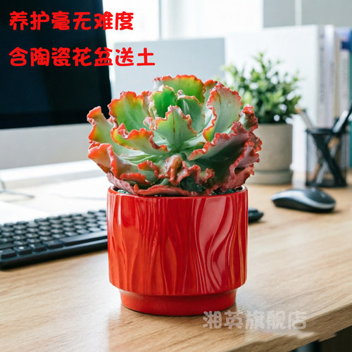 舞会红裙巨型多肉超大老桩包菜系列型多肉盆栽植物贵货稀有植物 - 图3