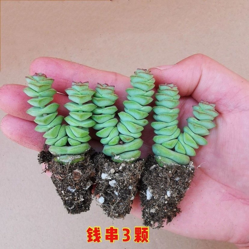 多肉植物 盆栽组合 吸财树 钱串 吹雪之松锦 新手套餐 室内好养活,淘宝优惠券,粉丝福利购,淘宝优惠卷