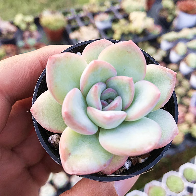 莓泡芙 轰动 多肉植物 肉肉植物 萌肉肉组合盆栽花卉 - 图1