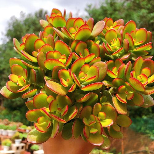 姬红花月红叶玉树老桩多肉植物盆栽群生多头超萌组合套餐