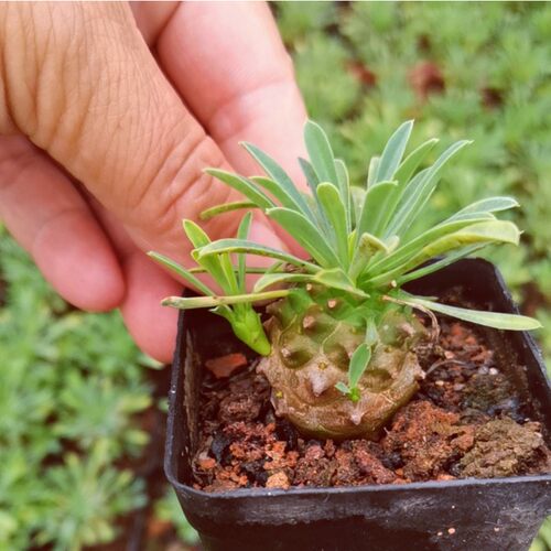峨眉山多肉块根植物小菠萝盆栽铁甲麒麟大戟科室内办公室桌面绿植 - 图1