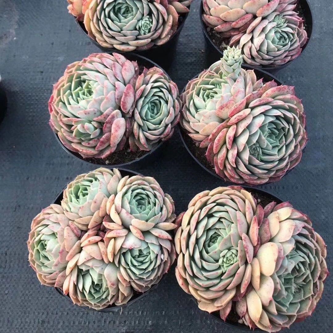 朱砂痣多肉植物好养室内趣味美观阳台夏季易活花卉绿植盆栽 - 图1