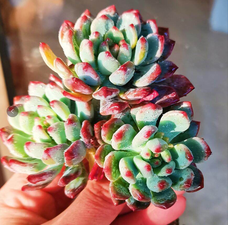 蓝苹果多肉老桩清仓多头大株老庄超大冬季超大多肉植物血斑肉嘟嘟,淘宝优惠券,粉丝福利购,淘宝优惠卷