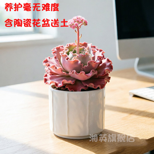 舞会红裙巨型多肉超大老桩包菜系列型多肉盆栽植物贵货稀有植物 - 图1