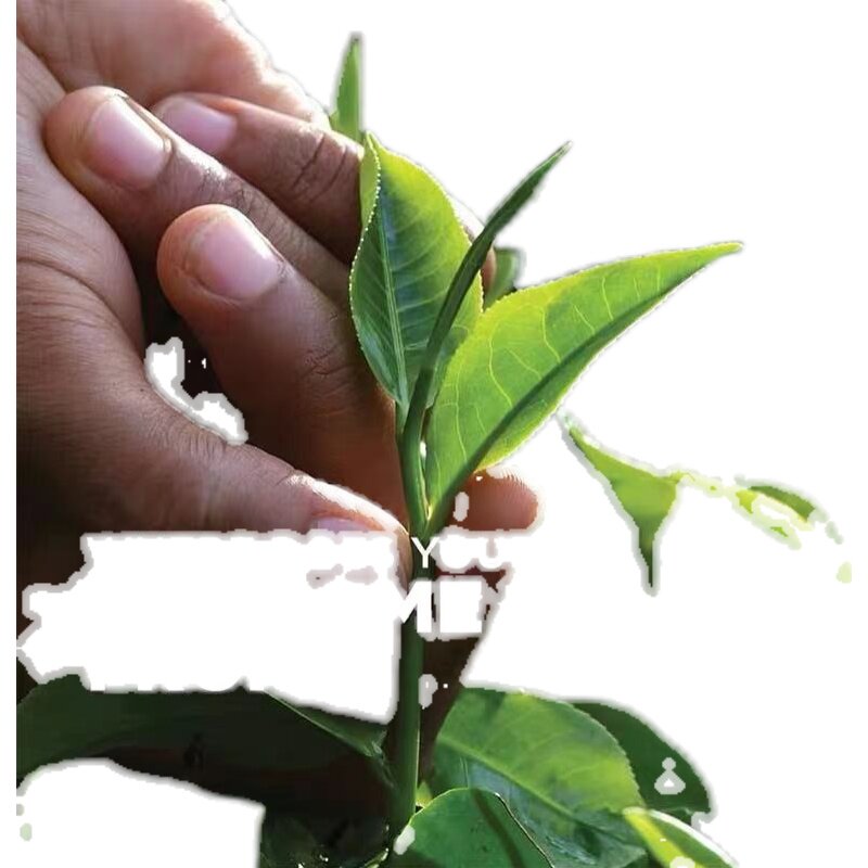 Dilmah迪尔玛蜜桃荔枝柠檬草莓红茶包 锡兰红茶 水果茶包 冷泡茶,淘宝优惠券,粉丝福利购,淘宝优惠卷