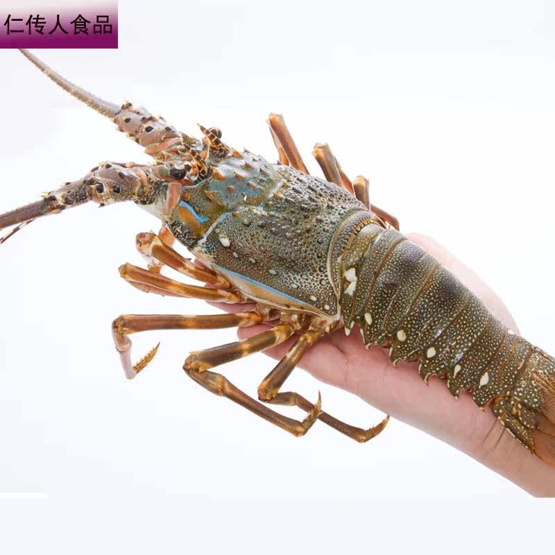 小青龙虾冷冻冰鲜新鲜小青龙青龙虾 仁传人食品活虾
