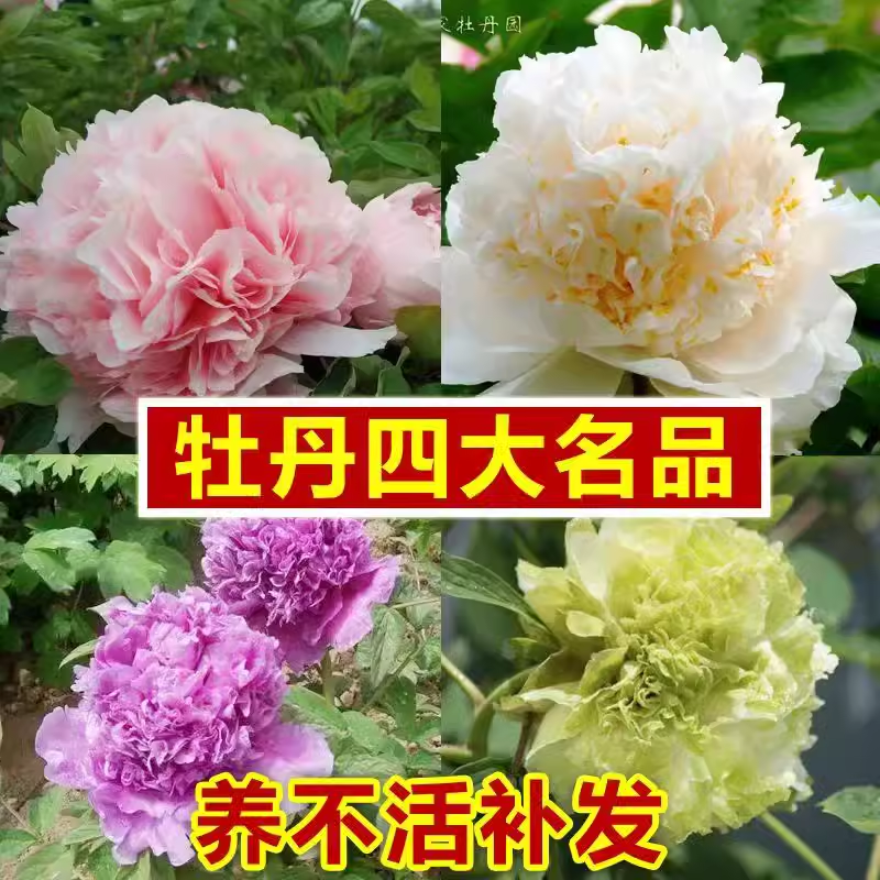 精品牡丹花苗超多分枝带花苞耐寒大花浓香阳台庭院客厅花卉盆栽-图1