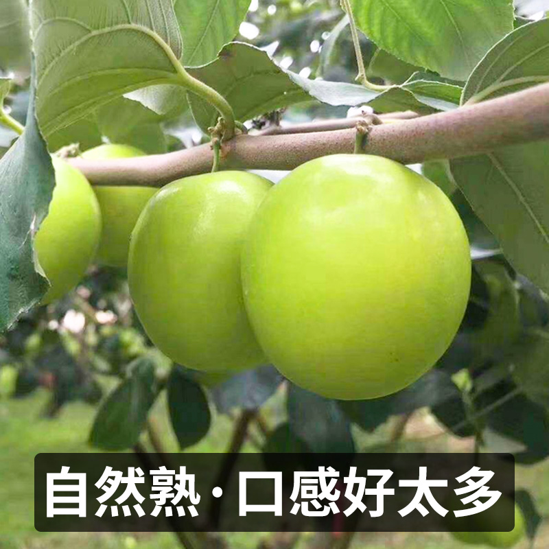  顶掌柜枣