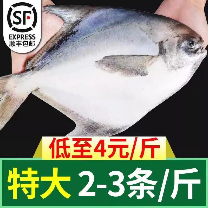 【特大号】银鲳鱼东海国产新鲜野生银鲳鱼平鱼海捕白鲳鱼速冻,淘宝优惠券,粉丝福利购,淘宝优惠卷