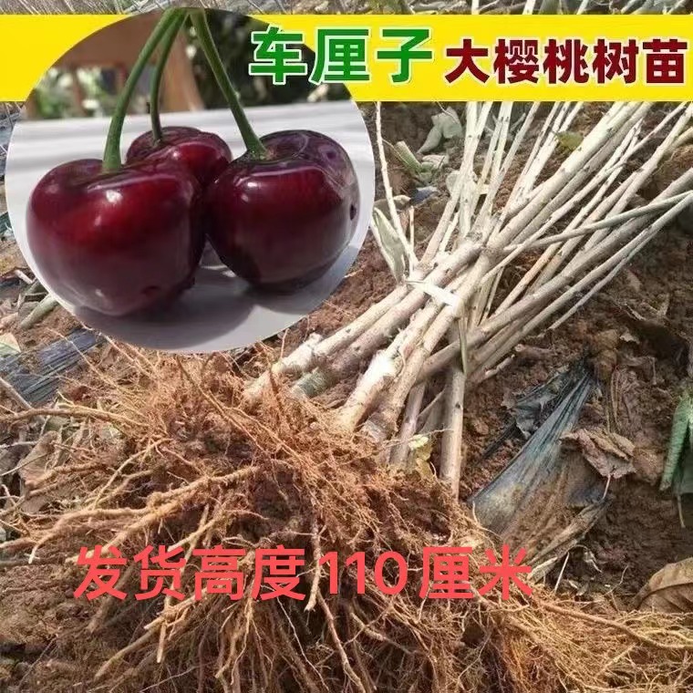 车厘子樱桃树苗黑珍珠砖石之光智力俄8南北方种植水果苗 - 图1