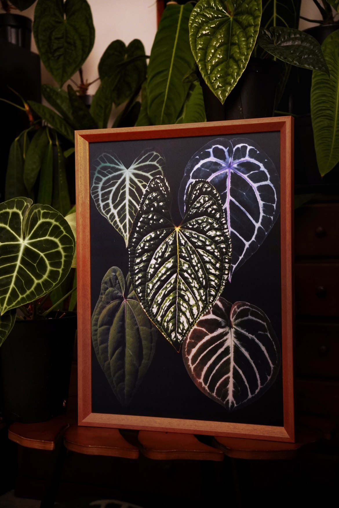 【光栅画】 热植图谱家居装饰生日礼物植物挂画 浇浇植物超市,淘宝优惠券,粉丝福利购,淘宝优惠卷