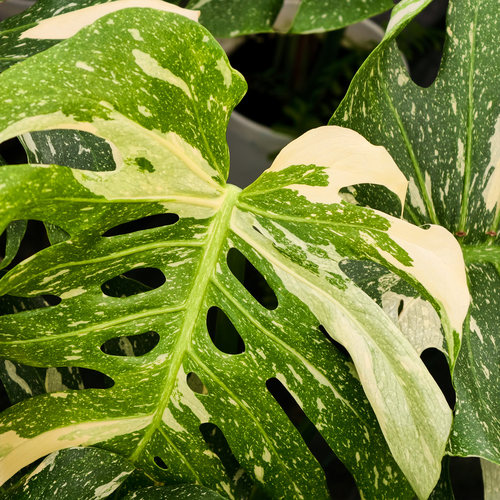 洒金龟背竹 新手好养室内净化空气美丽锦化热植盆栽 浇浇植物超市 - 图1
