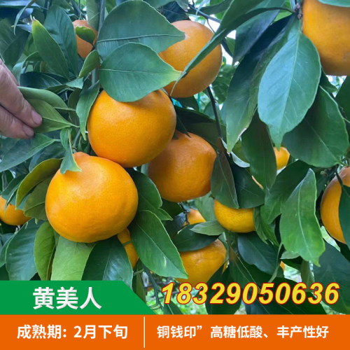 新品种爱媛68号黄美人树苗红美人柑橘苗高糖晚熟杂交橘子树苗果苗 - 图1