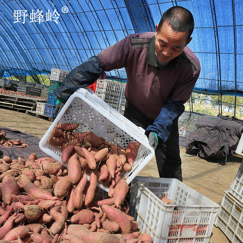 野蜂岭香蜜薯流油糖心烤红薯新鲜25 野蜂岭番薯