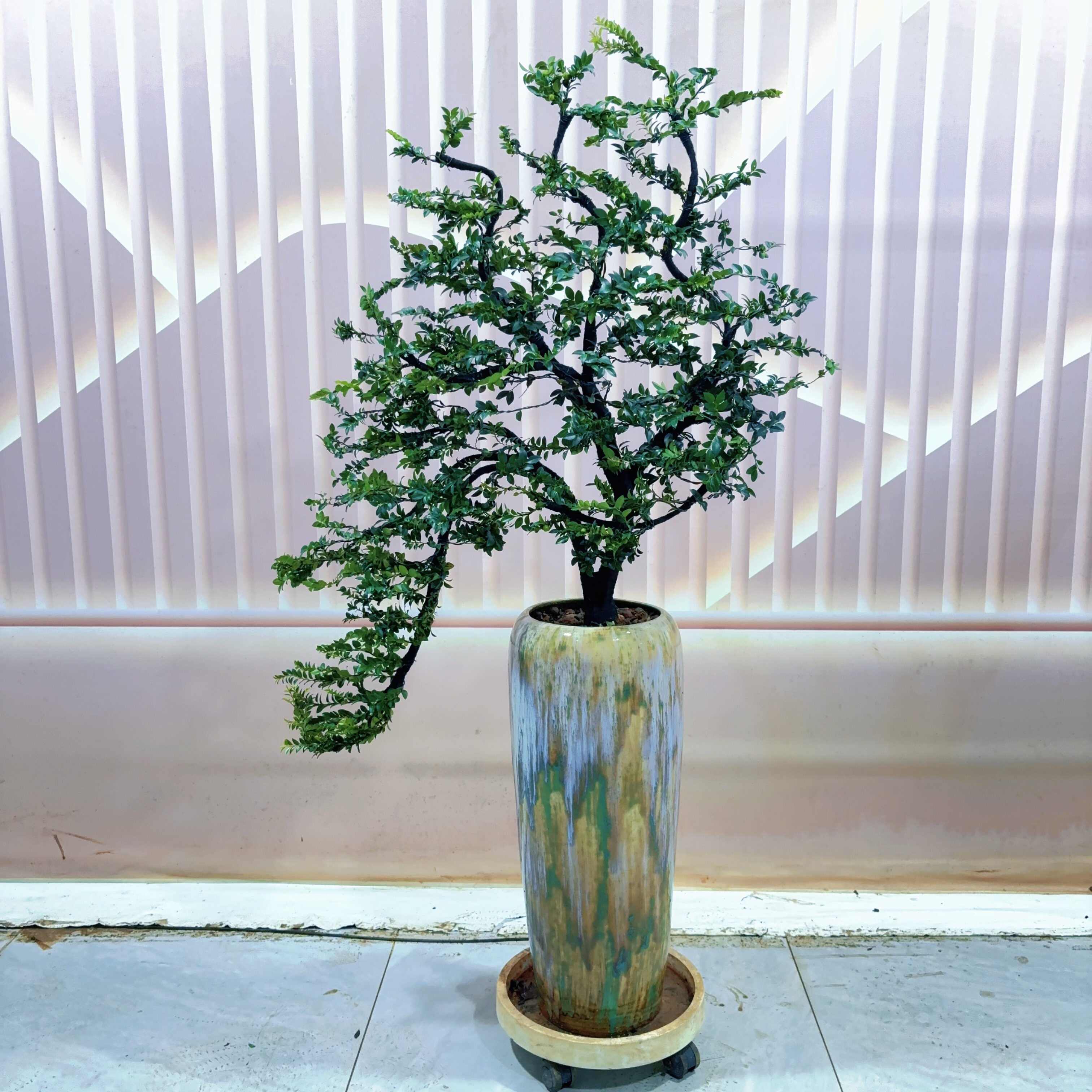 广东小叶紫檀老桩造型树室内客厅办公室桌面绿植盆栽四季常青 - 图1