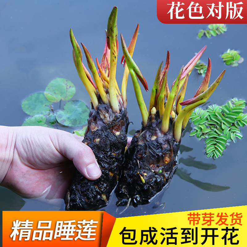 睡莲水培植物四季水养荷花水莲花盆栽花卉水池塘大睡莲根块带花苞-图0