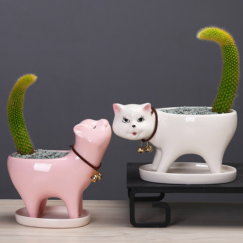 简约植物白色多肉花盆陶瓷创意个性可爱小号桌面仙人掌猫尾巴花器