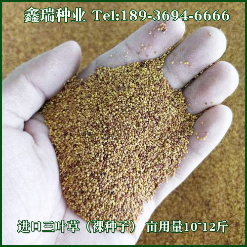 绿化草坪种子白三叶草种子红三叶草种子四季多年生车轴草种子草籽 - 图1