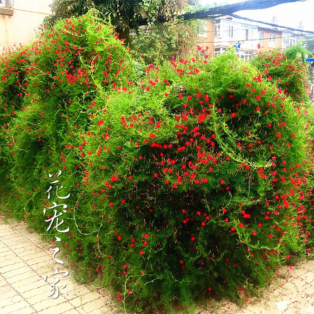 羽叶茑萝花种籽子爬藤植物五角星花卉种子春季播种一年四季开花籽 - 图1