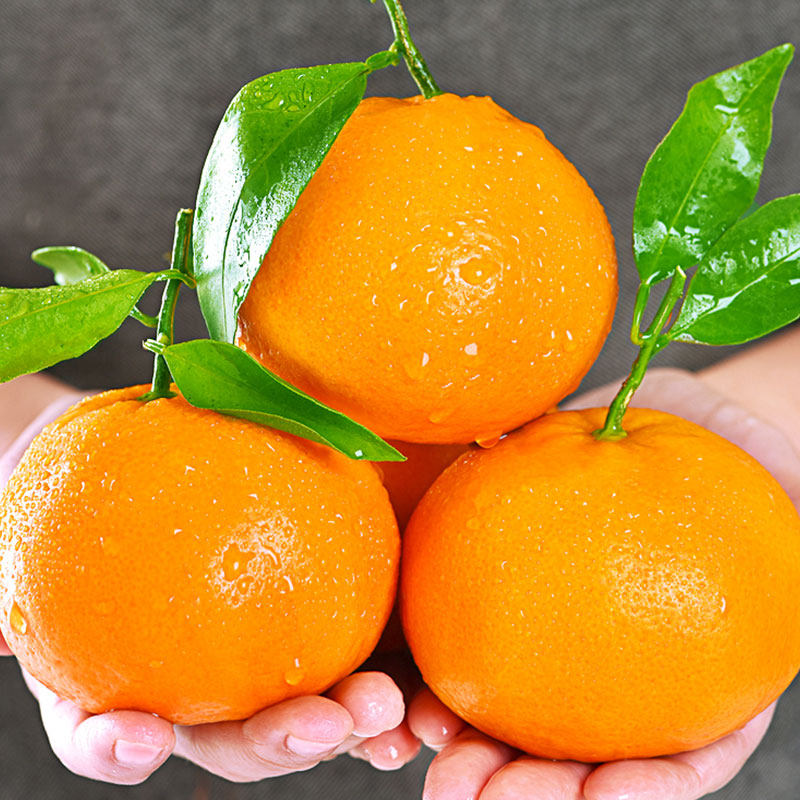 四川春见耙耙柑新鲜水果当季正宗整箱10斤丑柑橘子桔子粑粑柑包邮,淘宝优惠券,粉丝福利购,淘宝优惠卷