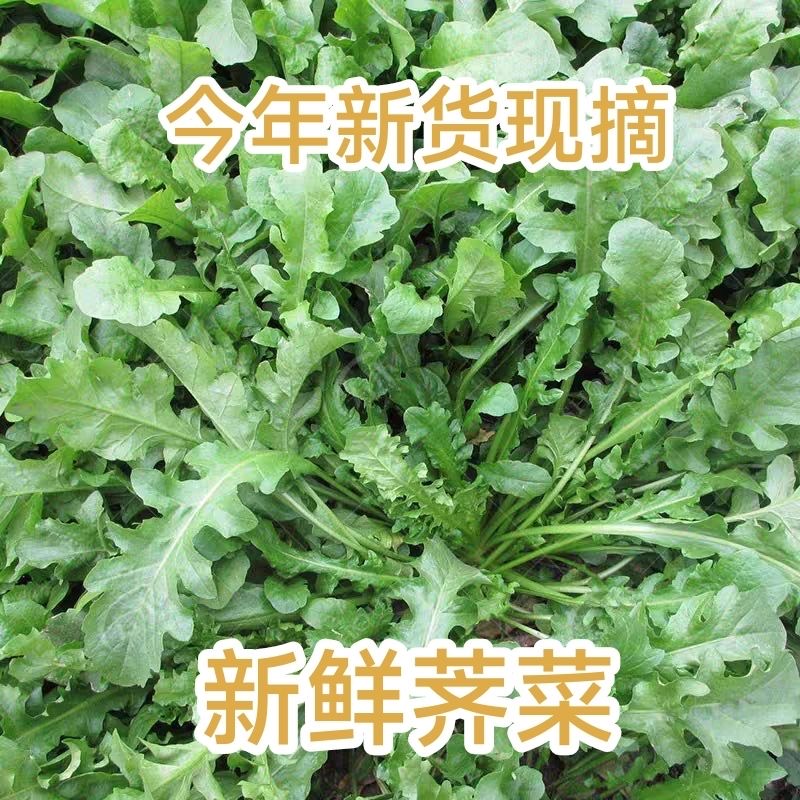 【现挖现发】新鲜野荠菜新鲜荠荠菜湖北新鲜野地菜饺子馄饨荠菜馅 - 图0