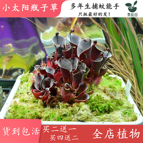 【小太阳瓶子草】高端食虫植物 稀有进口品种 捕虫草陆鱼缸造景观 - 图0