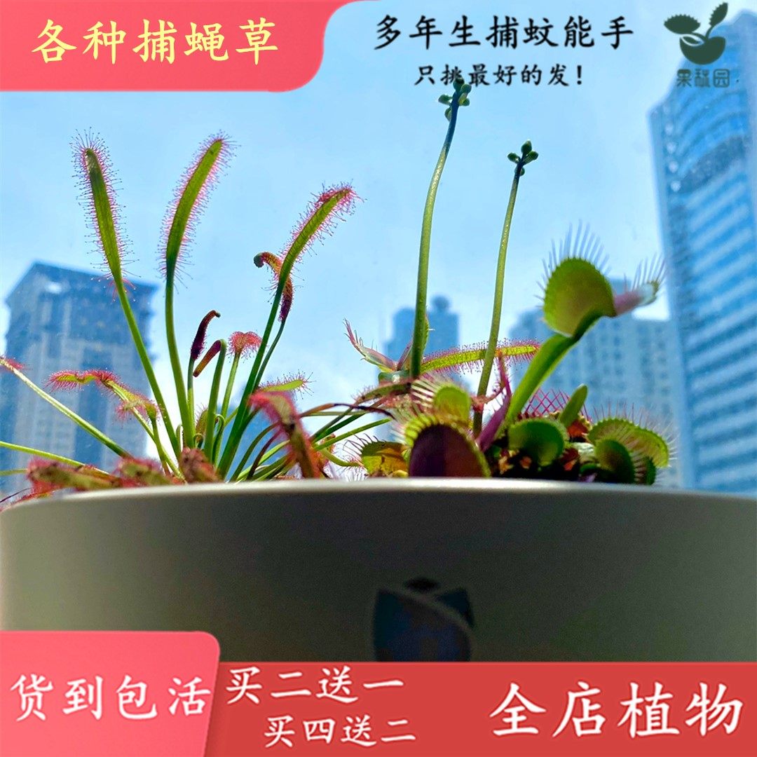 买二送一食虫植物捕蝇草驱蚊草捕蚊草猪笼草瓶子草超大嘴大食人花,淘宝优惠券,粉丝福利购,淘宝优惠卷