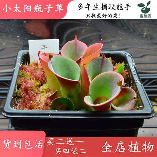 【小太阳瓶子草】高端食虫植物 稀有进口品种 捕虫草陆鱼缸造景观 - 图3