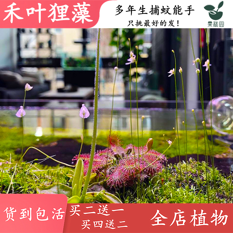 【禾叶狸藻】水里喜阴食虫植物水陆缸造景捕蚊子幼虫驱蚊捕虫草-图2