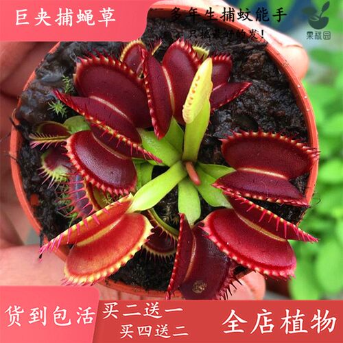 巨夹捕蝇草【四季驱蚊食虫植物盆栽食人花大食虫草捕蚊绿植盆栽】 - 图1