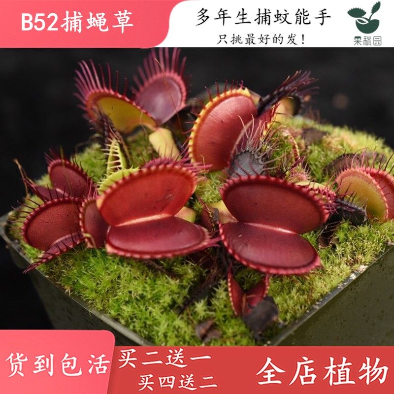 B52捕蝇草【四季驱蚊食虫植物盆栽食人花大食虫草捕蚊绿植盆栽】,淘宝优惠券,粉丝福利购,淘宝优惠卷