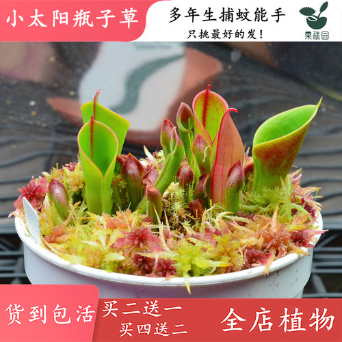 【小太阳瓶子草】高端食虫植物 稀有进口品种 捕虫草陆鱼缸造景观 - 图1