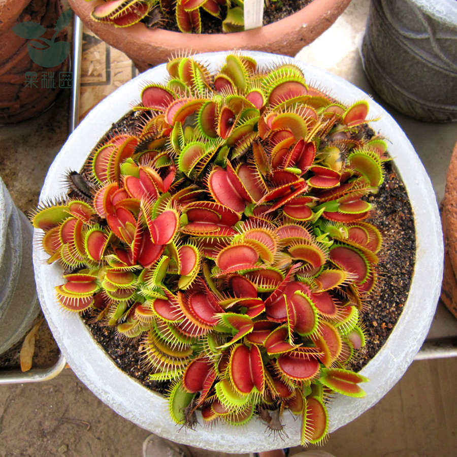 买二送一食虫植物捕蝇草驱蚊草捕蚊草猪笼草瓶子草超大嘴大食人花,淘宝优惠券,粉丝福利购,淘宝优惠卷