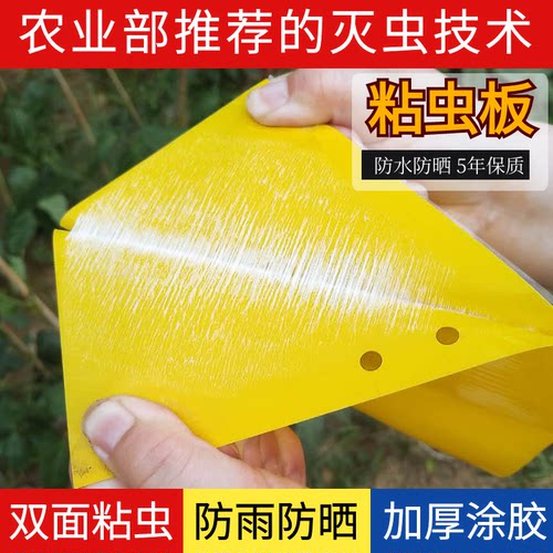 【覆纸】双面粘虫板诱虫防虫板大棚果园黄蓝一体可降解整箱包邮 - 图2