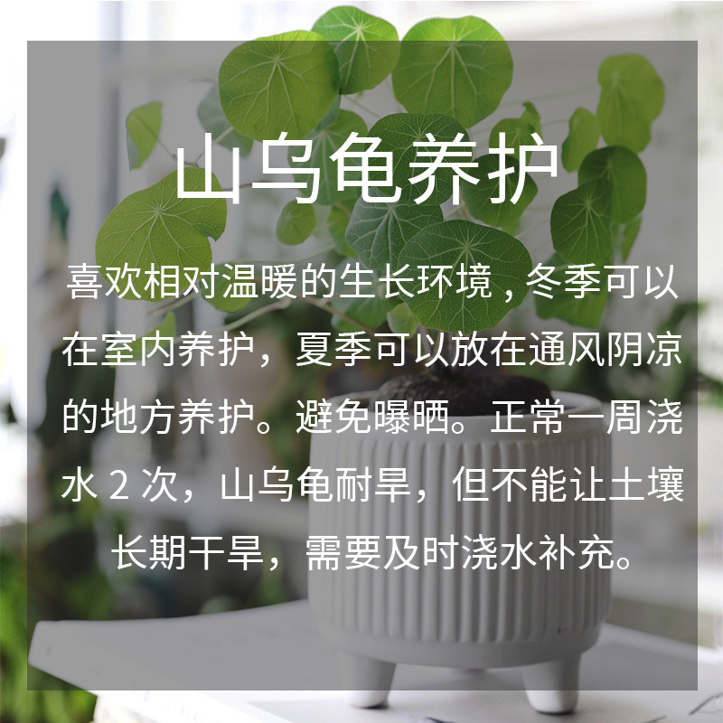 易活观叶植物办公室红藤山乌龟金不换桌面绿植小盆栽室内好养花卉-图3