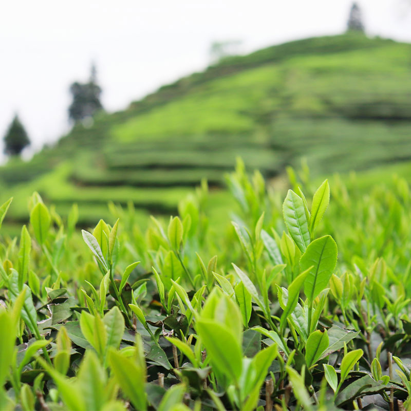 茗盛黄山毛峰新茶高山云雾茶野茶毛尖绿茶日照充足绿茶叶