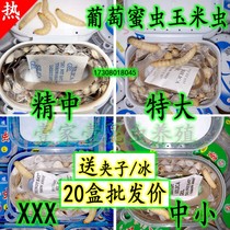 Extra-large small number of corn worm fishing bait grape honey worm horns turtle food for climbing and spoiling for fish