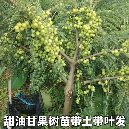 超大油甘果苗正宗嫁接苗盆栽地栽当年结果苗特甜红油甘果树苗南方 - 图3