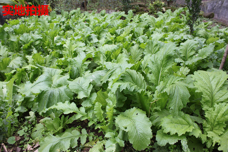 四川省新款宜宾青菜坛子腌制筠连盐菜梅干菜脱水蔬菜500g包邮镇店 - 图3