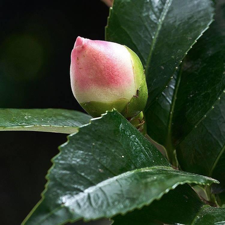 茶花苗山茶花树苗多色茶花四季茶花绿植花卉盆栽玫瑰花盆栽耐寒花 - 图3