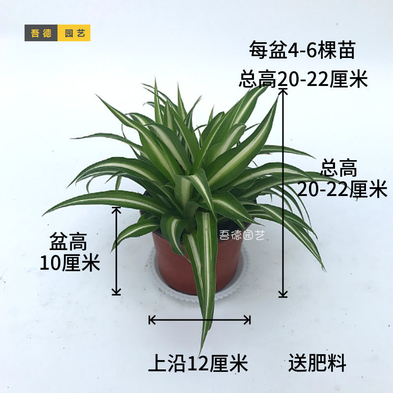 基地直发金心吊兰绿植植物盆栽花卉趣味桌摆卧室客厅茶几室内好养 - 图1