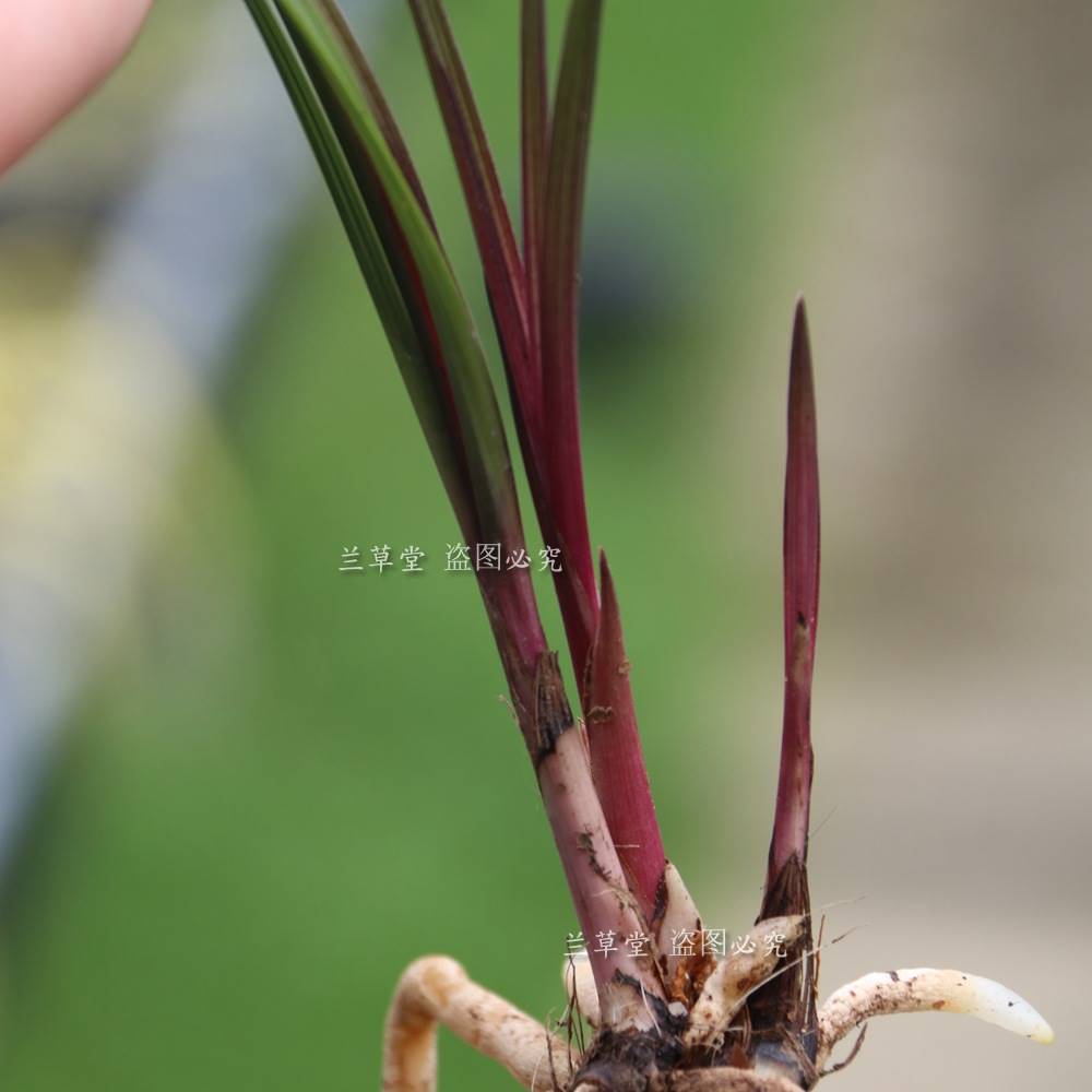 蕙兰原始品种红草红香妃兰花红芽绿植盆景盆栽兰花苗花卉浓香花苞 - 图0