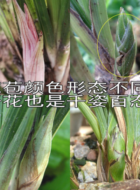 带花苞兰花苗 整颗连体春兰浓香蕙兰九头兰兰草苗 花卉绿植小盆