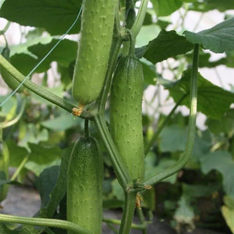 水果黄瓜种子摘不败节节瓜小黄瓜地栽阳台盆栽农家四季播蔬菜种籽 - 图2