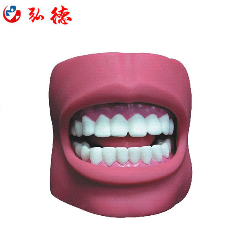 弘德HD/K4牙护理保健模型（带脸颊）（自然大）,淘宝优惠券,粉丝福利购,淘宝优惠卷
