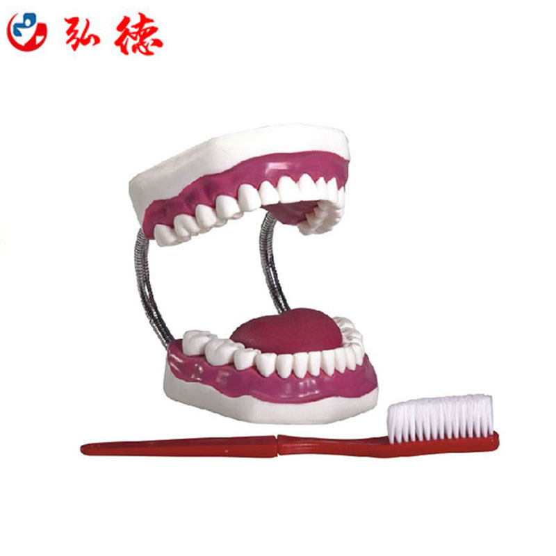 弘德HD/K1牙护理保健模型28颗牙放大5倍口腔大小调节刷牙牙线舌头家政培训护士实习学生训练教学假牙磨具,淘宝优惠券,粉丝福利购,淘宝优惠卷